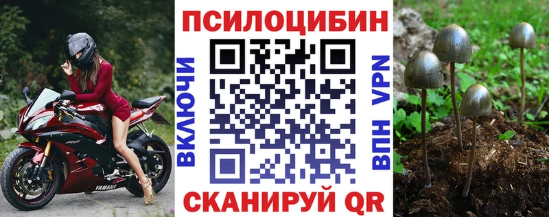 где купить наркоту  Волосово  Галлюциногенные грибы Cubensis 
